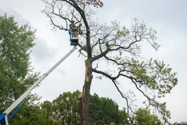 Trusted Beaver Falls, PA Tree Service Experts